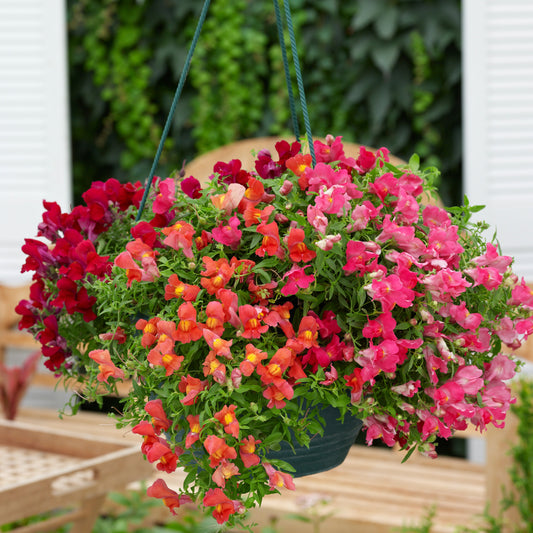 Snapdragon | Candy Showers - Medium Hanging Basket