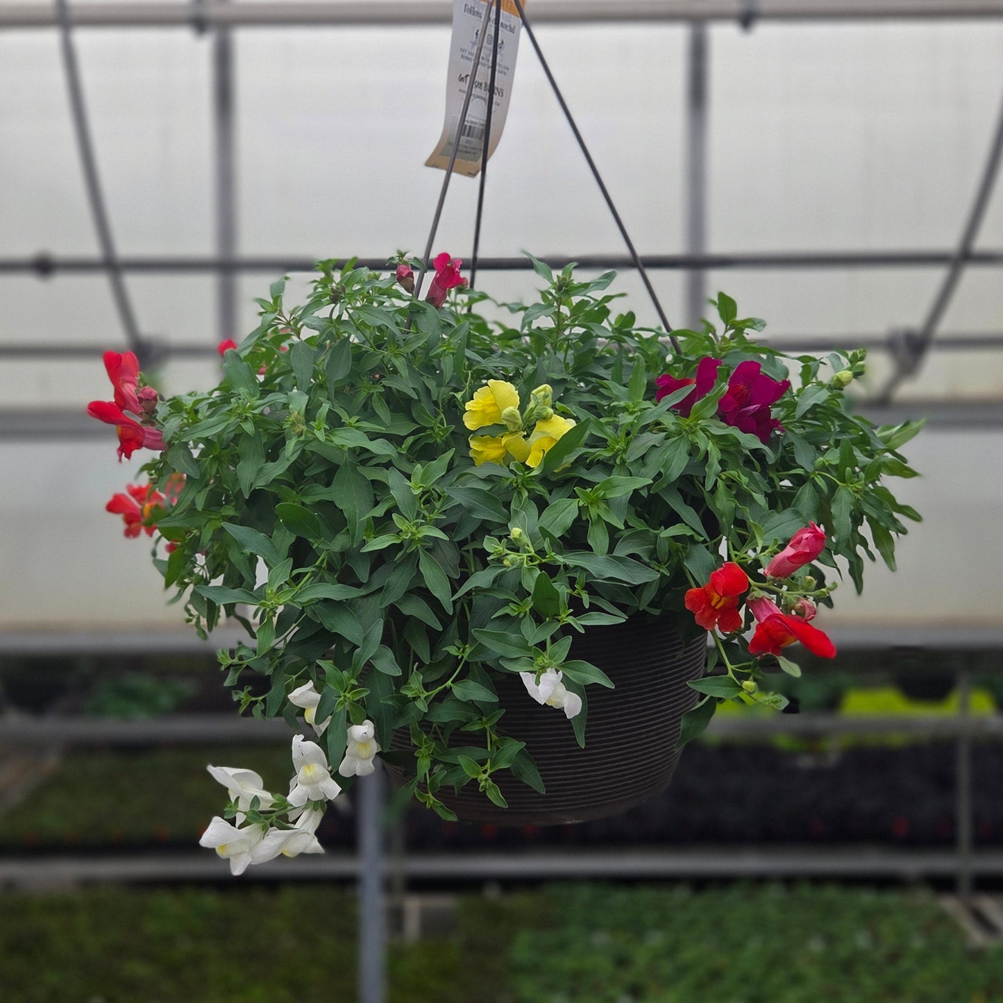 Snapdragon | Candy Showers - Medium Hanging Basket