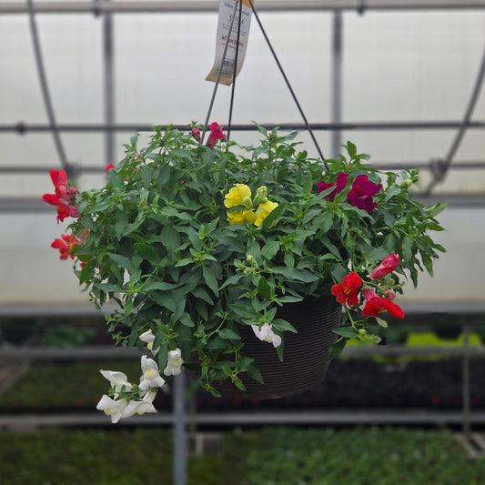 Snapdragon | Candy Showers - Medium Hanging Basket