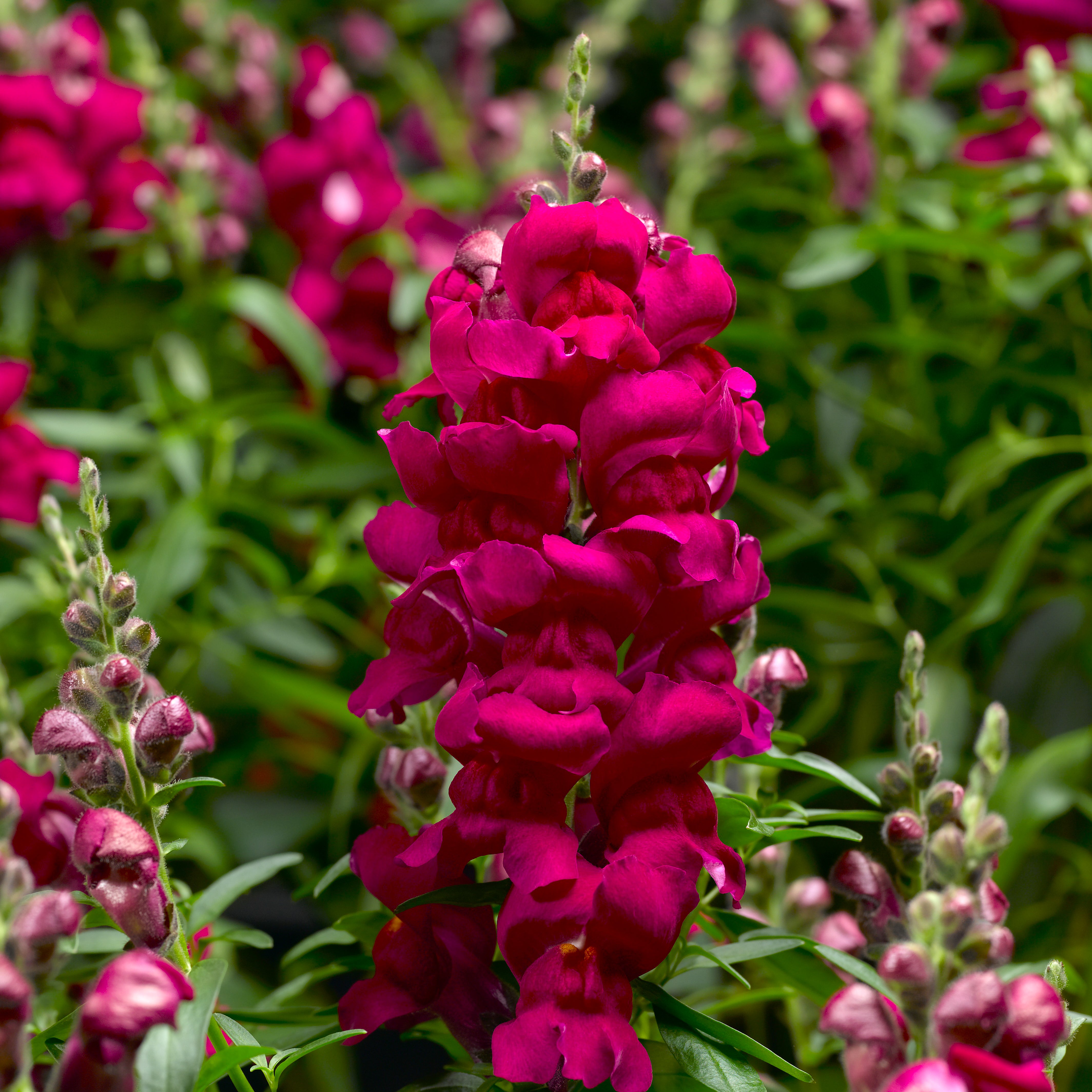 Snapdragon | Snaptastic - 3 Quart - Berns Garden Center