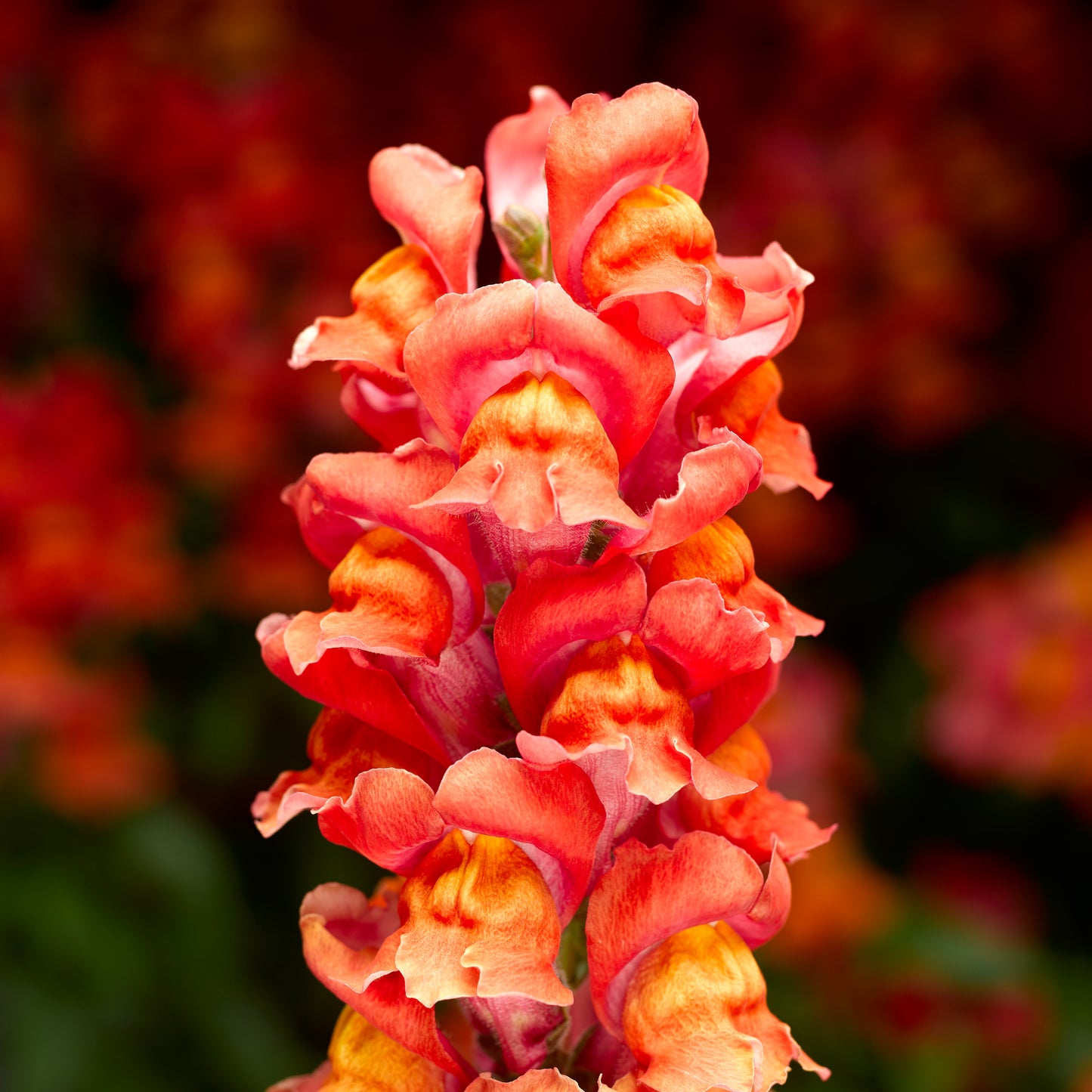 Snapdragon | Snaptastic - 3 Quart
