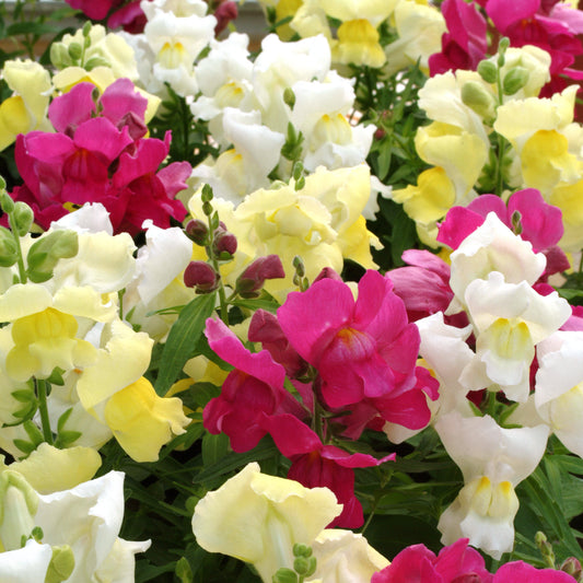 Snapdragon | Snapshot - 1 Quart