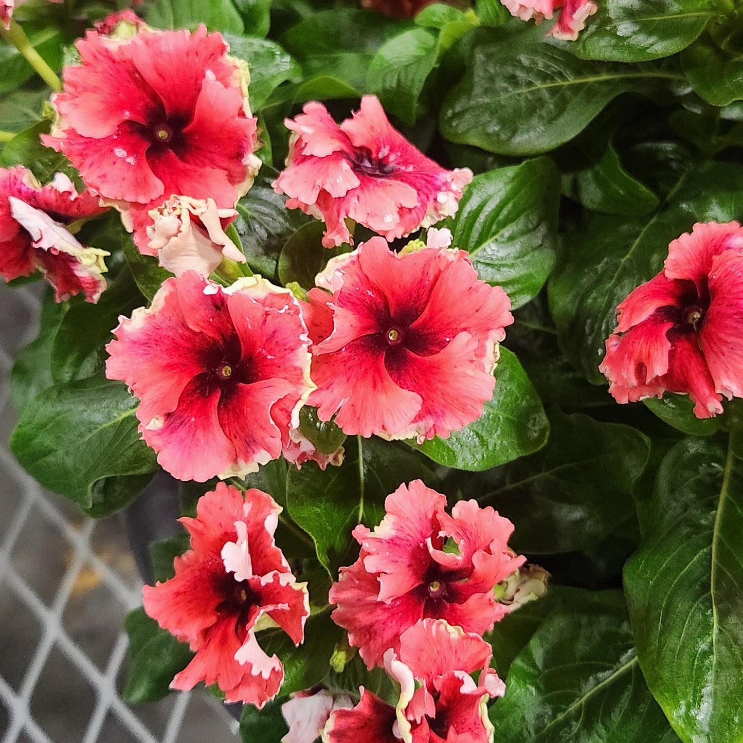 Vinca | Soiree Flamenco - 1 Quart