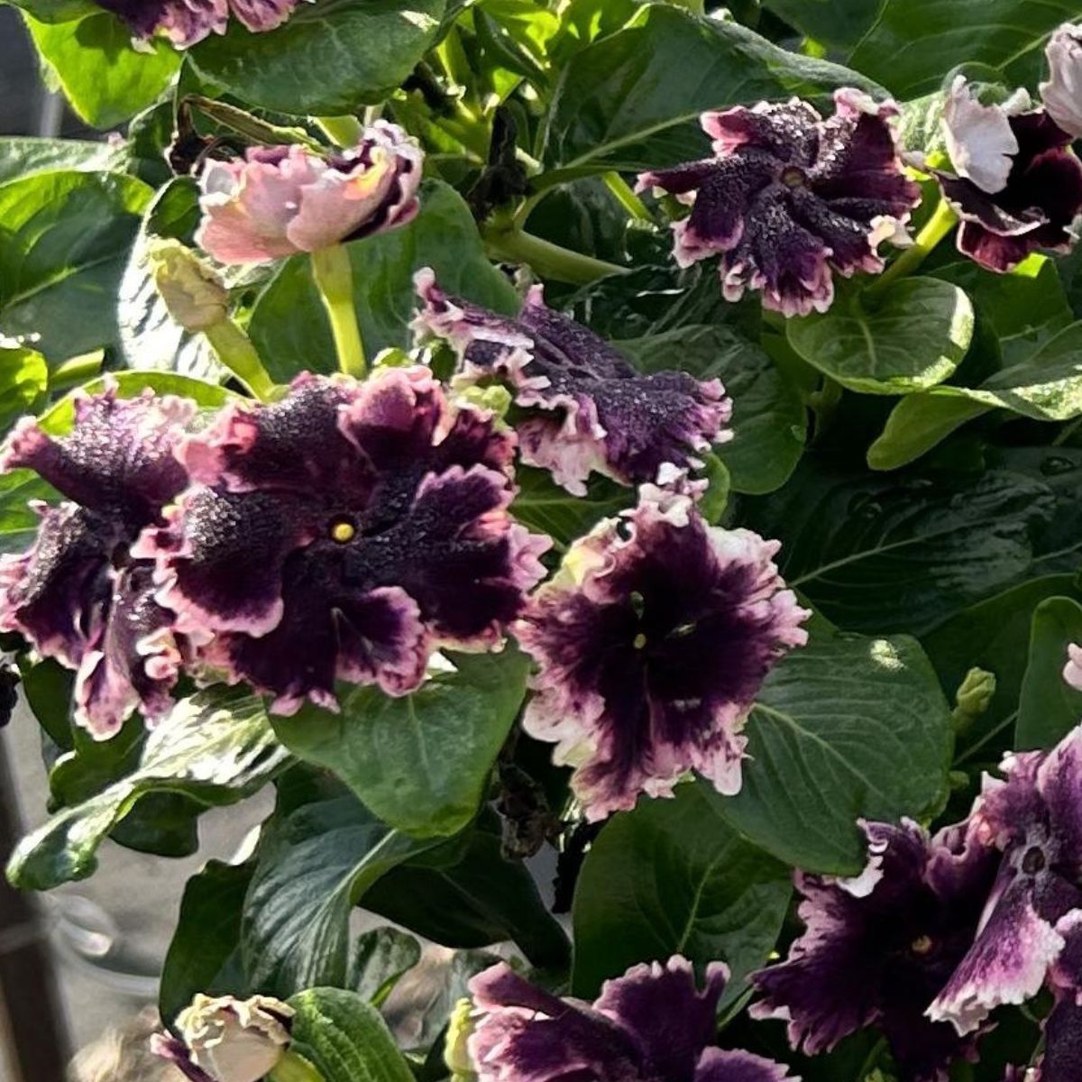 Vinca | Soiree Flamenco - 1 Quart