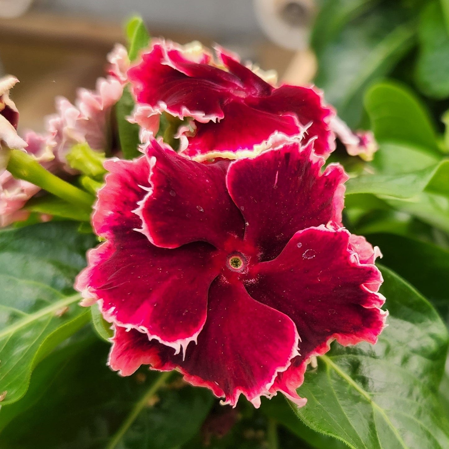 Vinca | Soiree Flamenco - 1 Quart