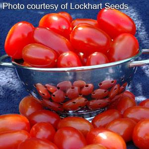 Tomato | Cherry | Red Grape - 1 Pint