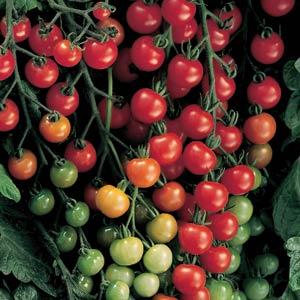 Tomato | Cherry | Super Sweet 100 - 1 Gallon