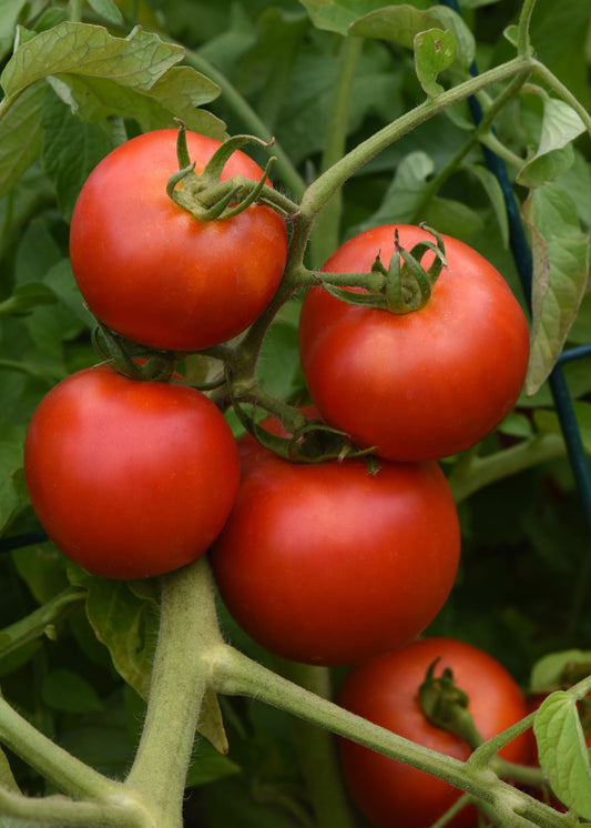 Tomato | Slicer | Bush Early Girl - 1 Pint