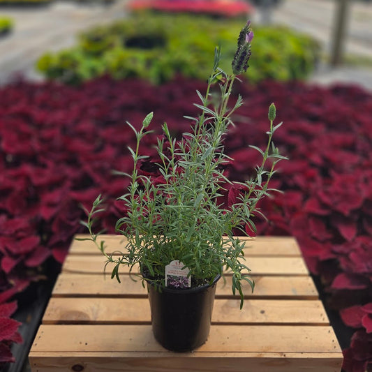 Spanish Lavender | Blueberry Ruffles - 1 Quart