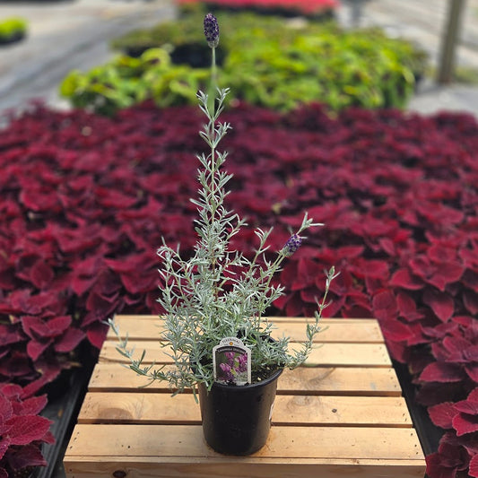 Spanish Lavender | Frost Purple - 1 Quart