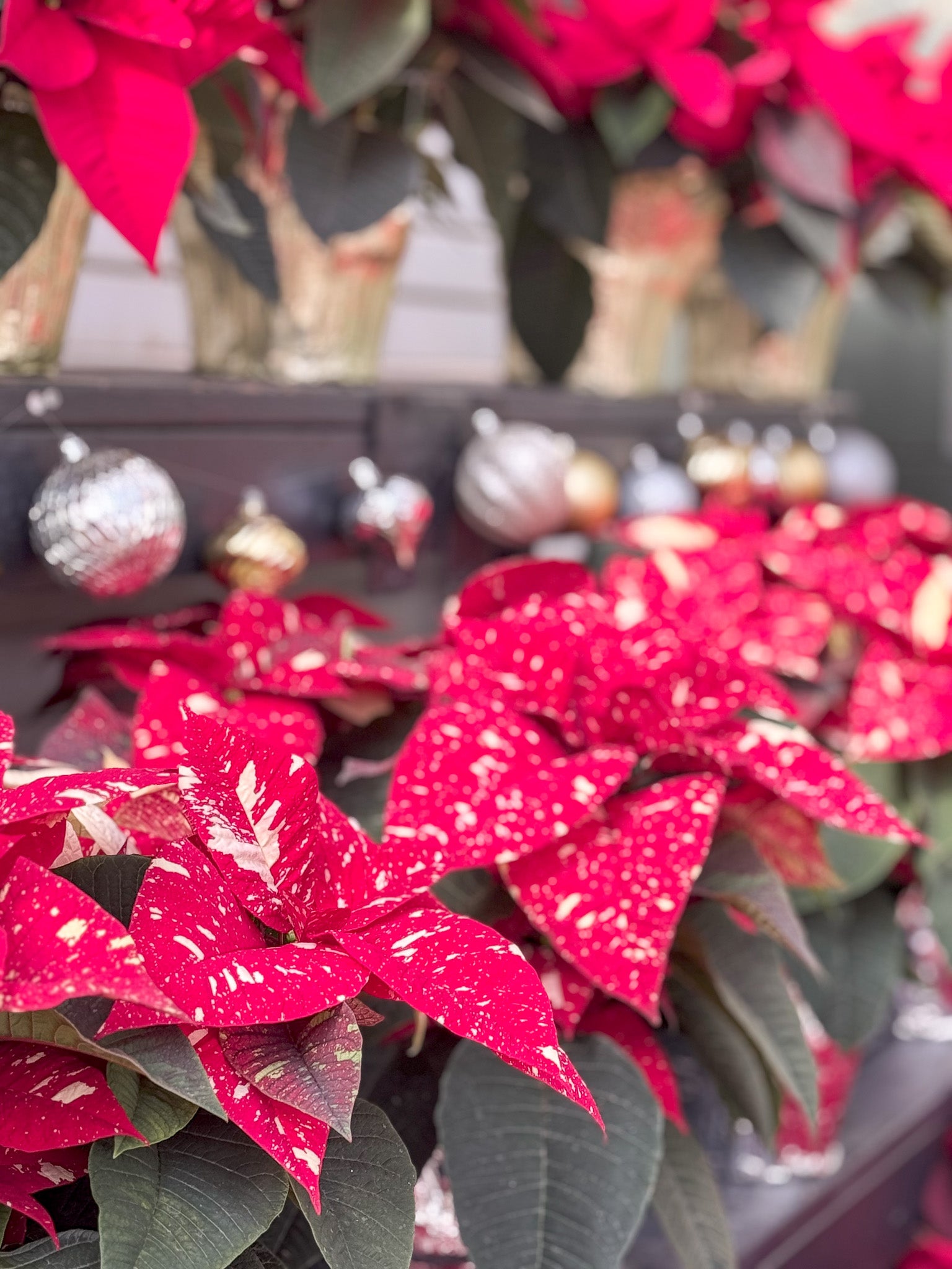 Close-up of red poinsettias with blurred decorative background