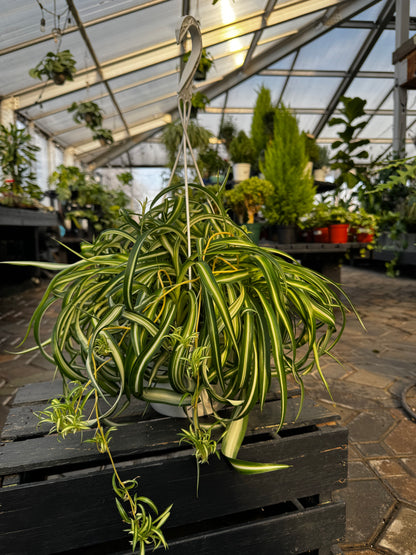 Chlorophytum | Bonnie Spider Plant - 8 Inch Hanging Basket