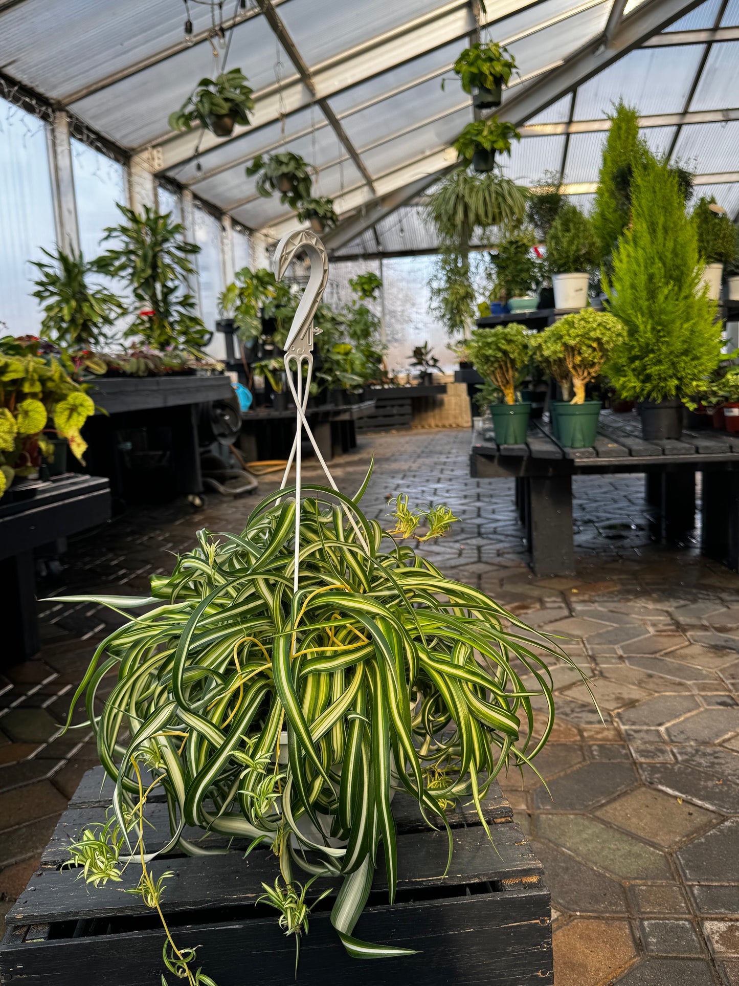 Chlorophytum | Bonnie Spider Plant - 8 Inch Hanging Basket