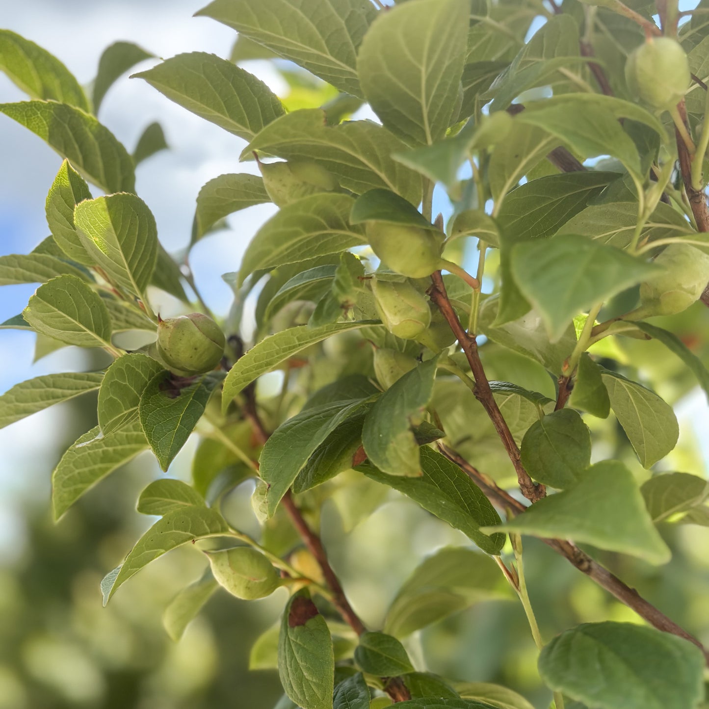 Stewartia | Japanese Stewartia - 7 Gallon