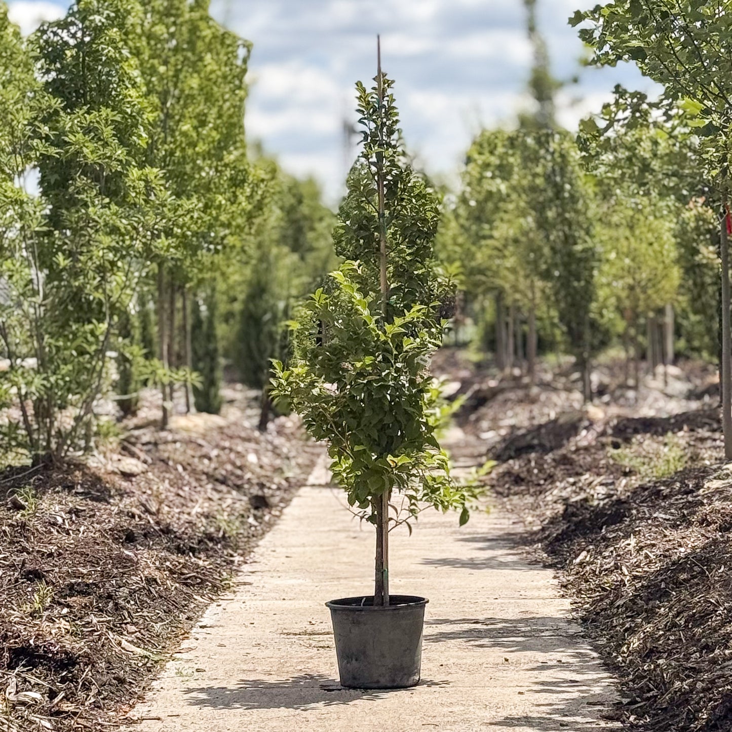 Stewartia | Japanese Stewartia - 7 Gallon