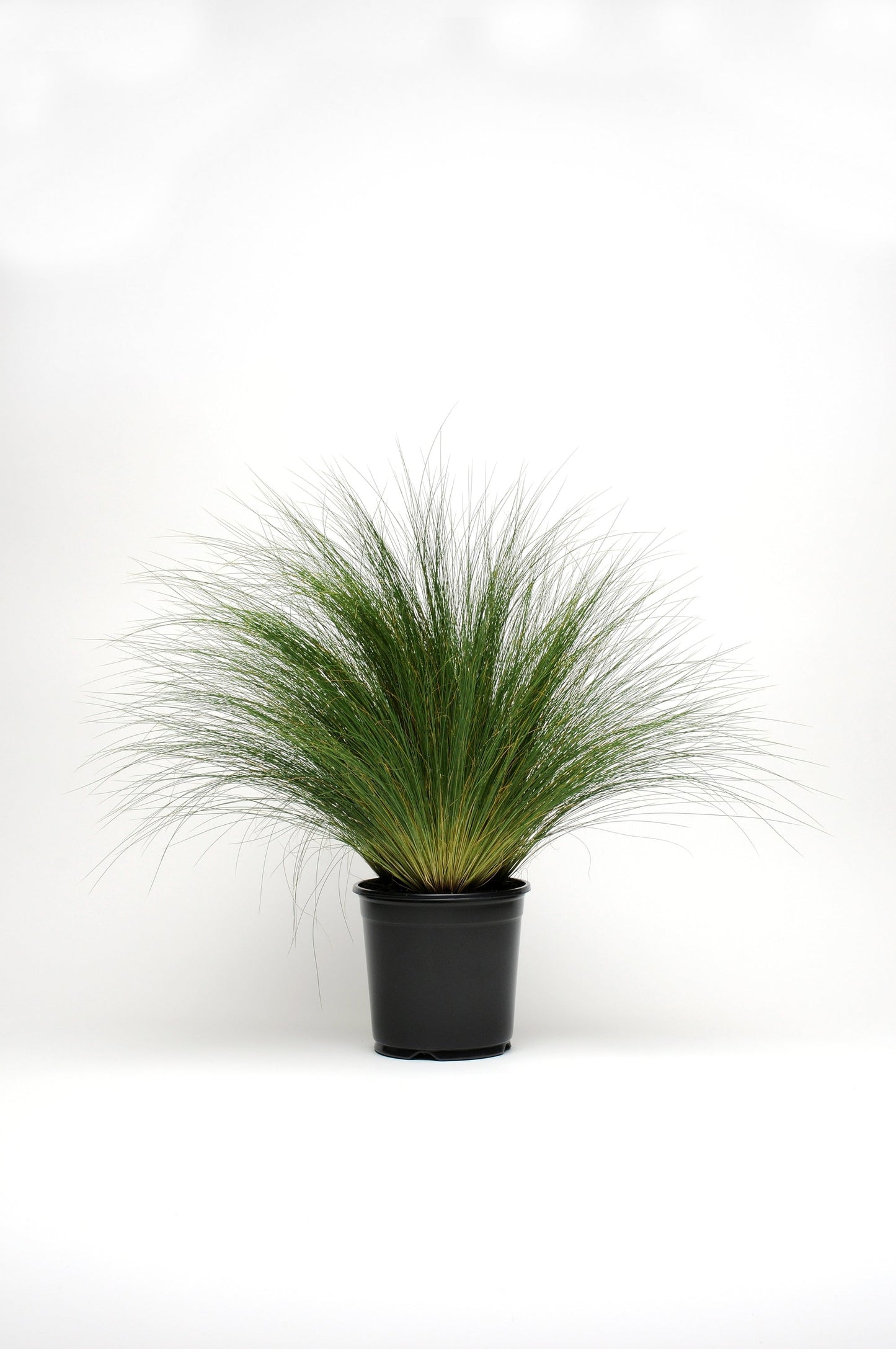 Stipa | ColorGrass Poly Tails - 1 Quart