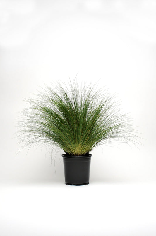 Stipa | ColorGrass Poly Tails - 1 Quart