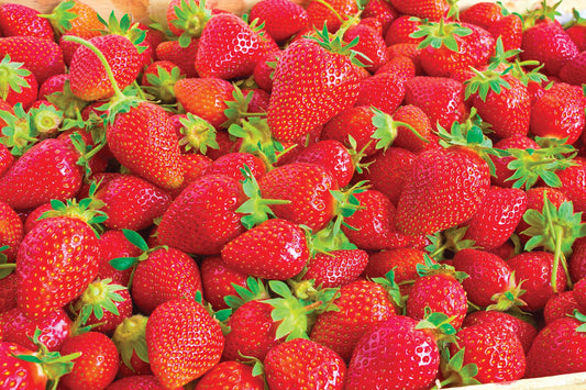 Strawberry | Everbearing | Ozark Beauty - 1 Pint