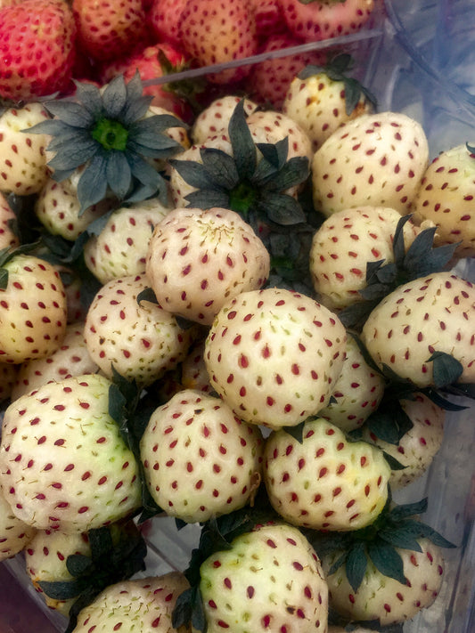 Strawberry | Pineberry | White Carolina - 1 Pint