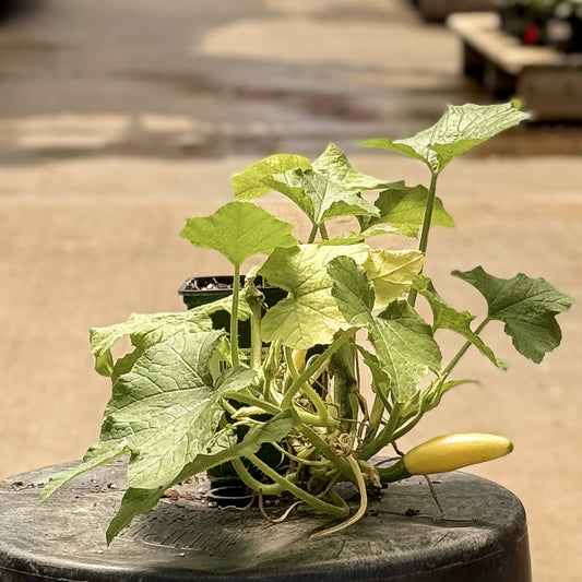 Summer Squash | Chiffon - 1 Pint