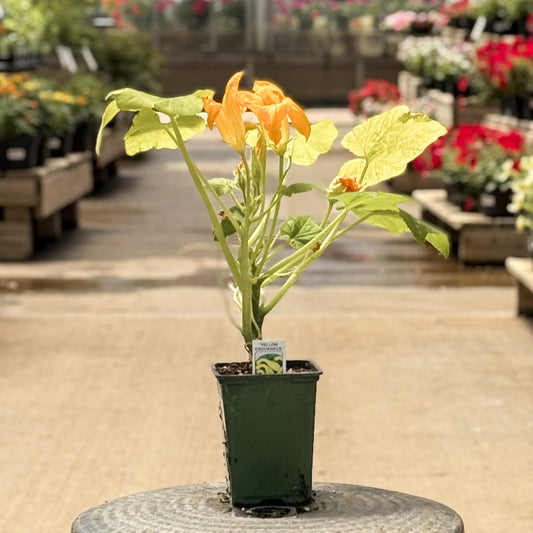 Summer Squash | Early Summer Crookneck - 1 Pint
