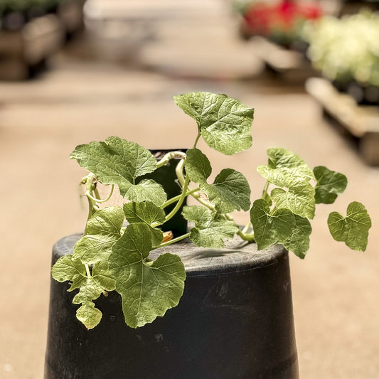 Summer Squash | Eight Ball - 1 Pint