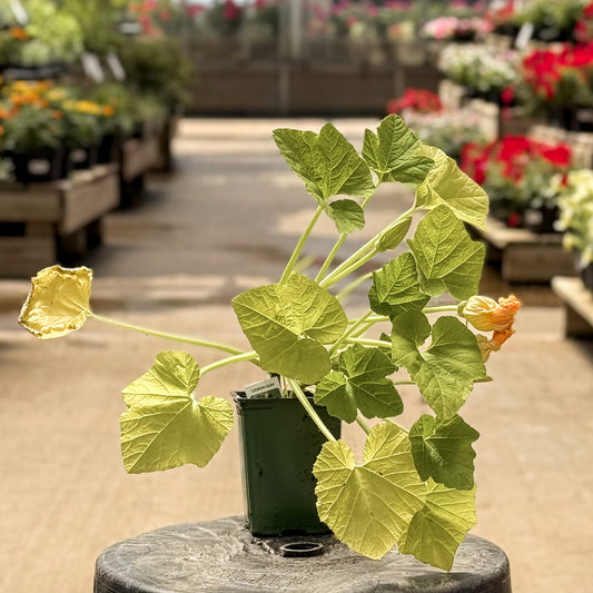 Summer Squash | Lemon Sun - 1 Pint