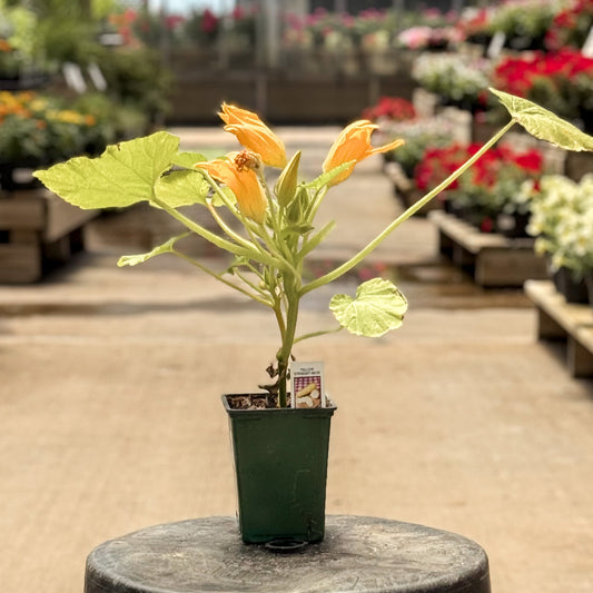 Summer Squash | Yellow Straight Neck - 1 Pint