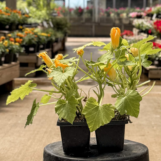 Summer Squash | Yellow Straight Neck - 4 Pack