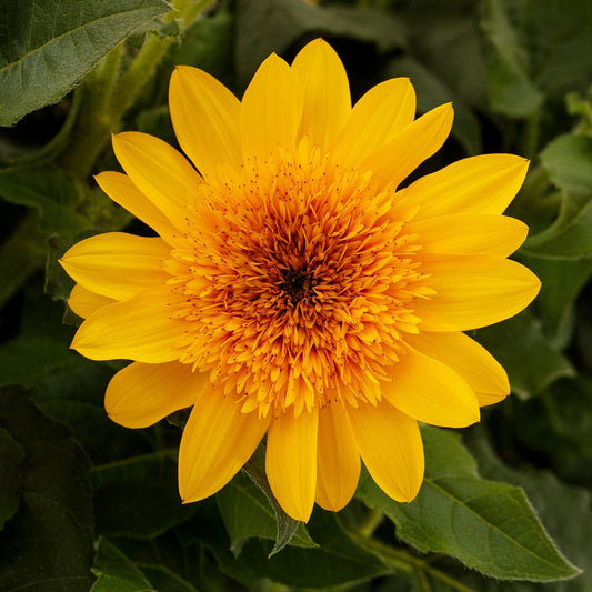 Sunflower | Sunfinity Double - Medium Patio Container