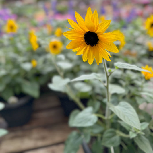 Sunflower | Sunfinity - Medium Patio Container
