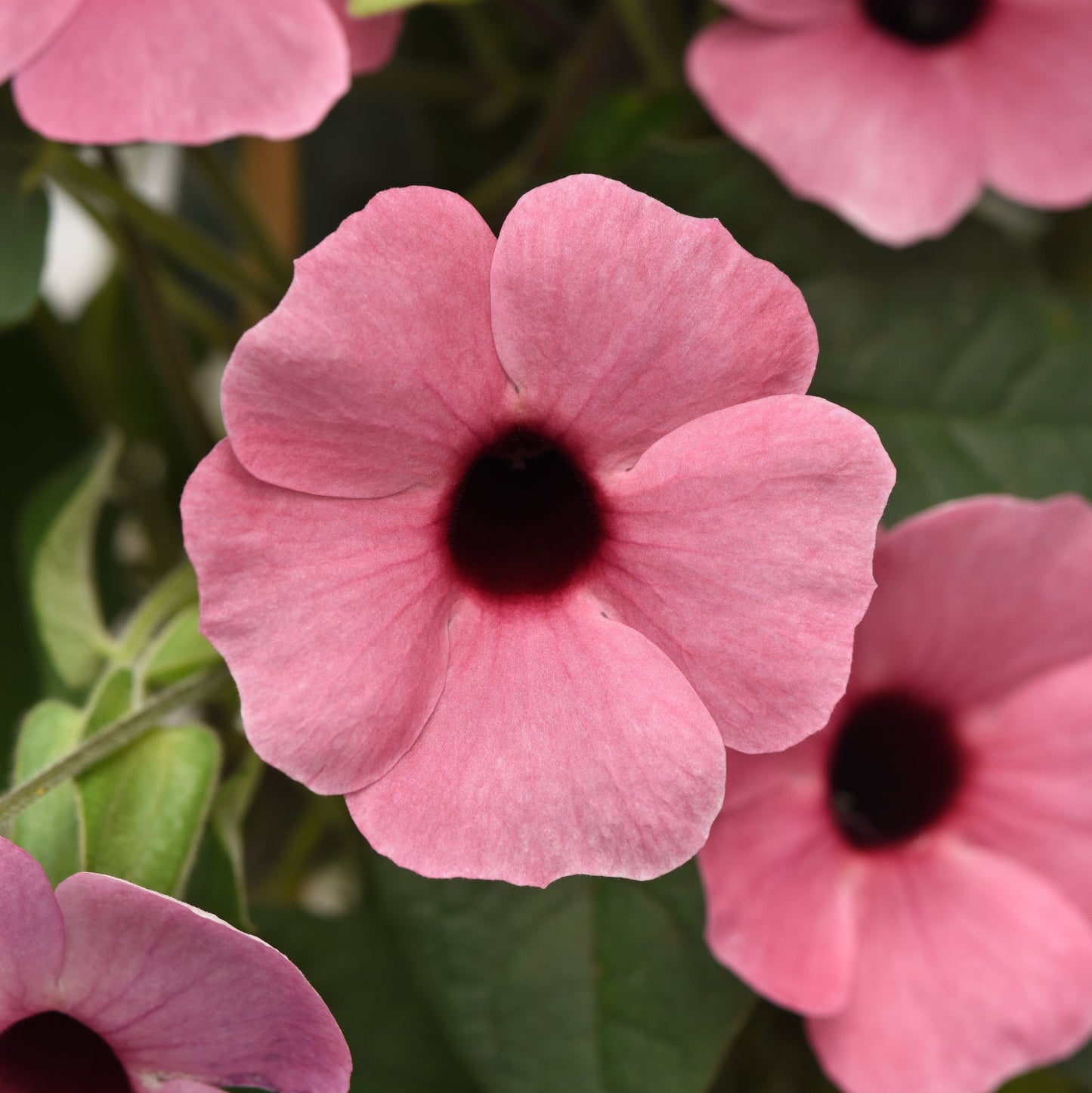 Thunbergia | Rose Sensation - 3 Quart