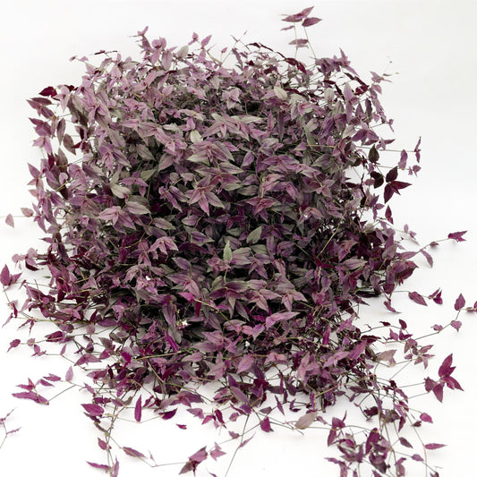 Tradescantia | Bridal Veil - 1 Quart