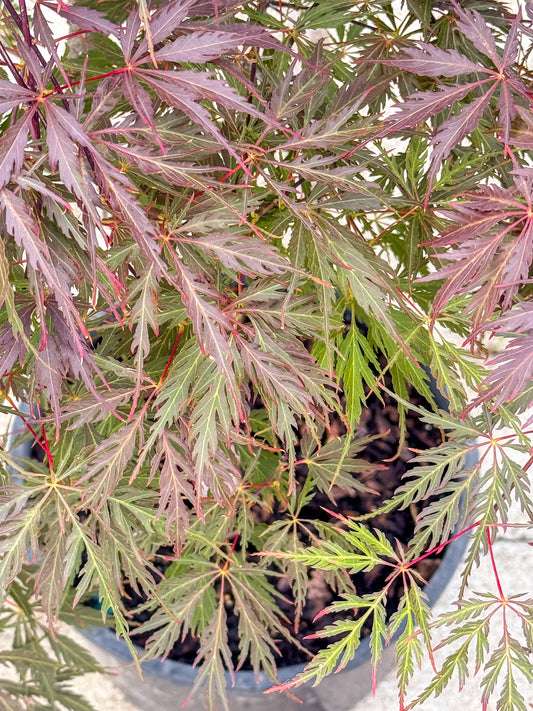 Acer | Tamukeyama Japanese Maple | Low Branched - 6 Gallon 18-24"