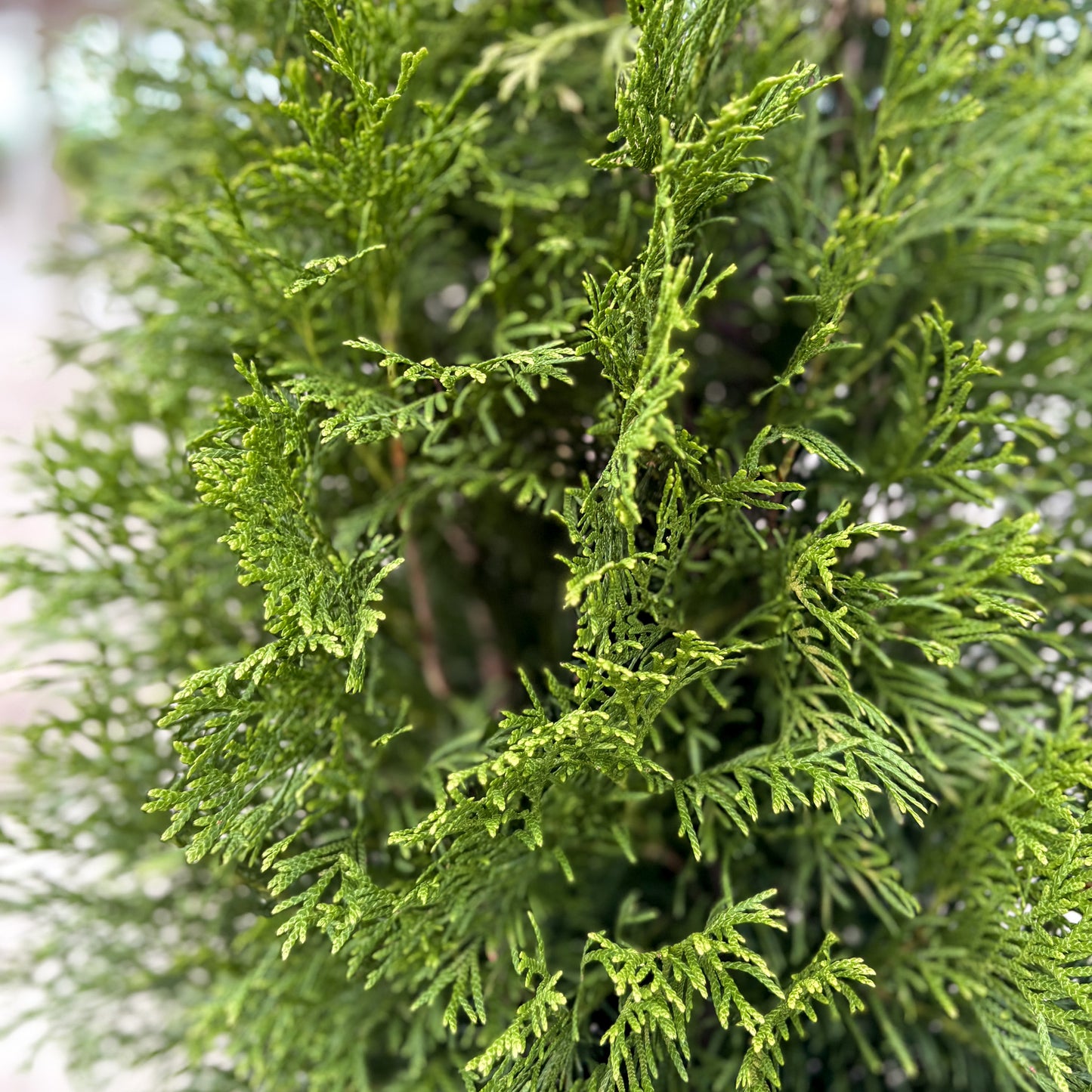 Thuja | Emerald Green Arborvitae | Natural - 5 Gallon