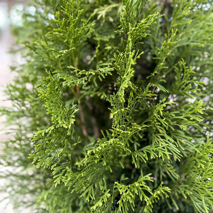 Thuja | Emerald Green Arborvitae | Natural - 5 Gallon