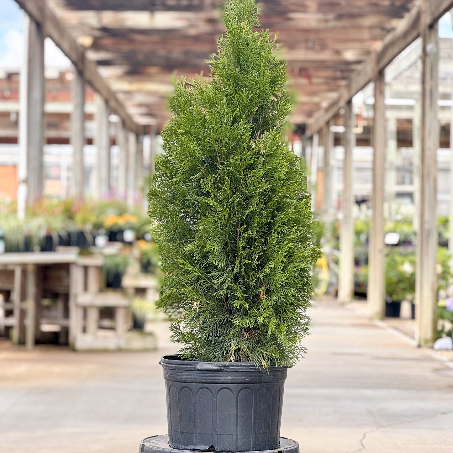 Thuja | Emerald Green Arborvitae | Natural - 5 Gallon