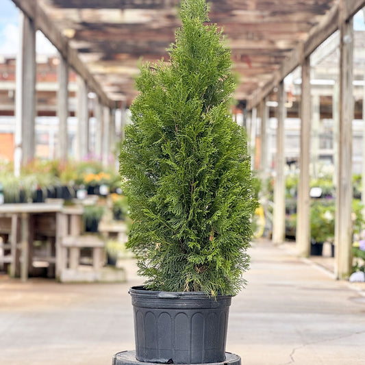 Thuja | Emerald Green Arborvitae | Natural - 5 Gallon