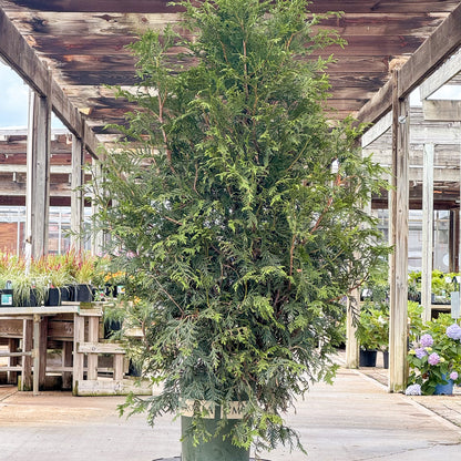 Thuja | Green Giant Arborvitae - 5 Gallon