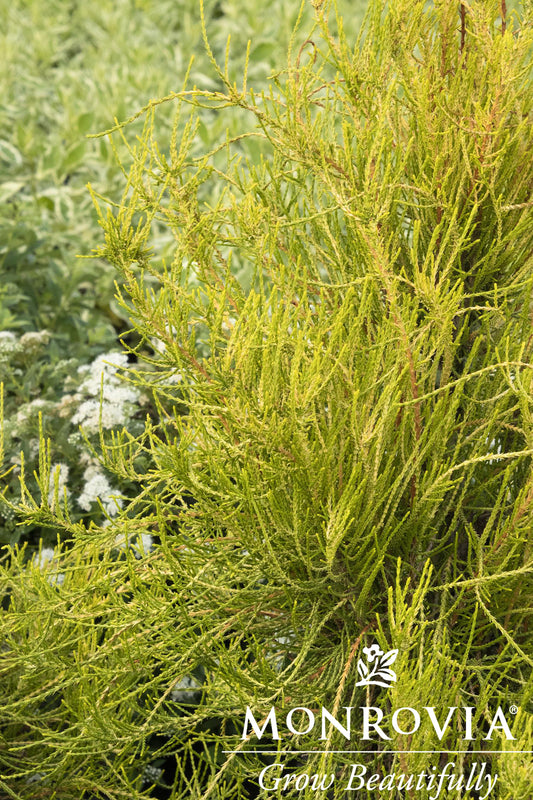 Platycladus | Franky Boy Chinese Arborvitae
