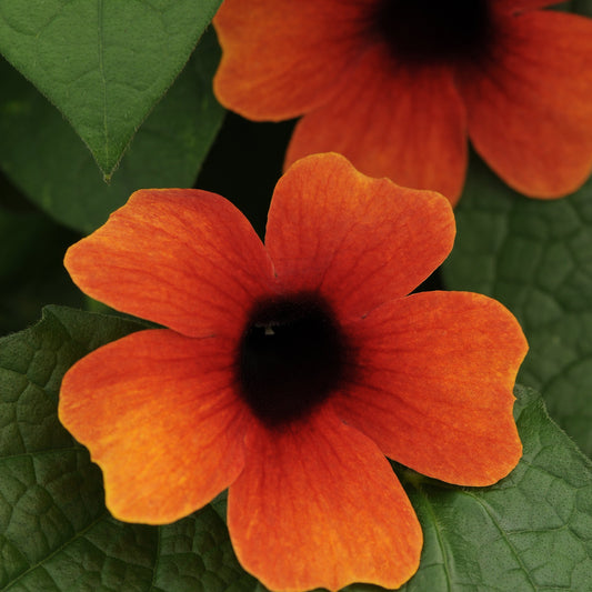 Thunbergia | Arizona Glow - 3 Quart