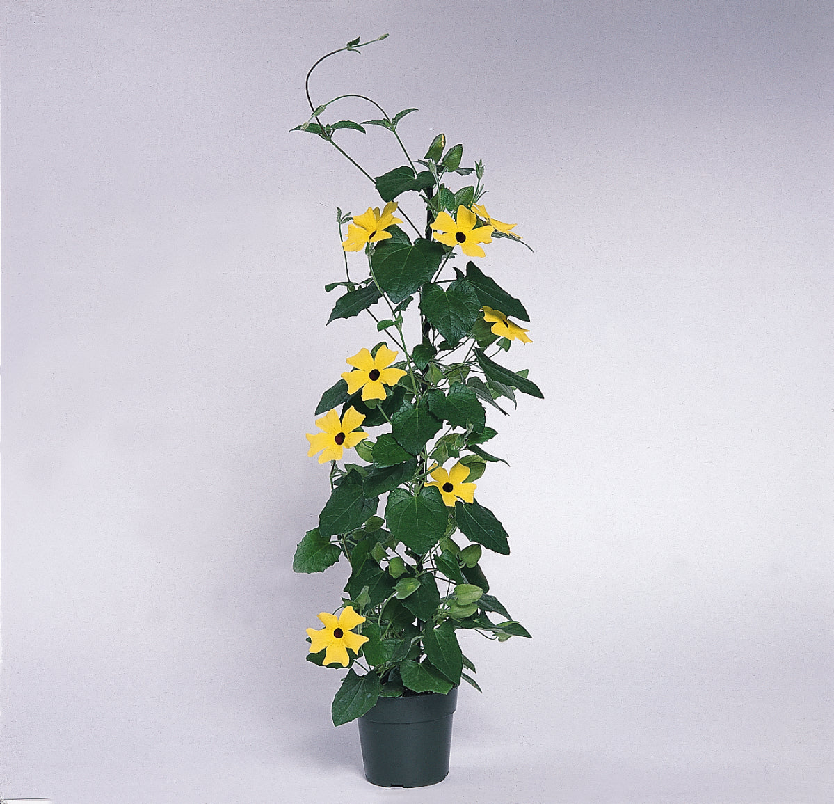 Thunbergia | Lemon Star - 3 Quart