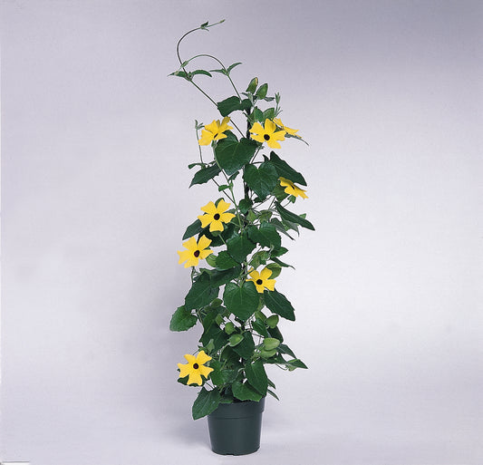 Thunbergia | Lemon Star - 3 Quart