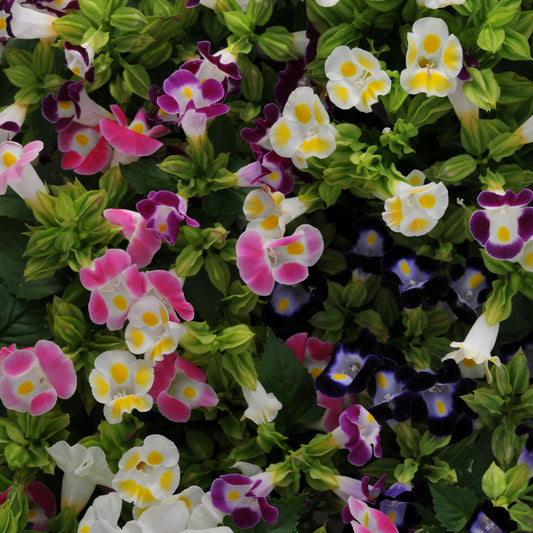 Torenia | Kauai - 3 Quart