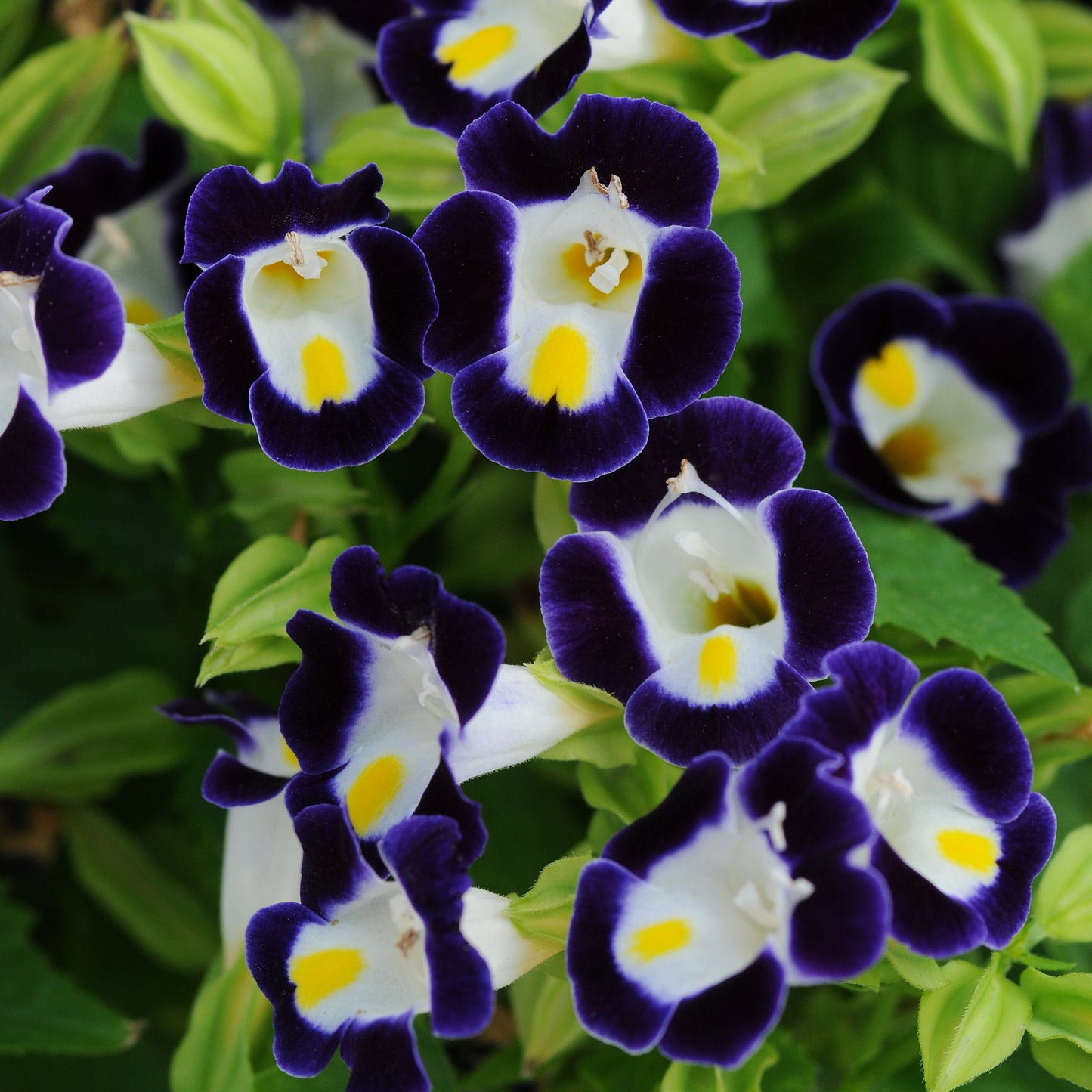 Torenia | Kauai - 4 Pack