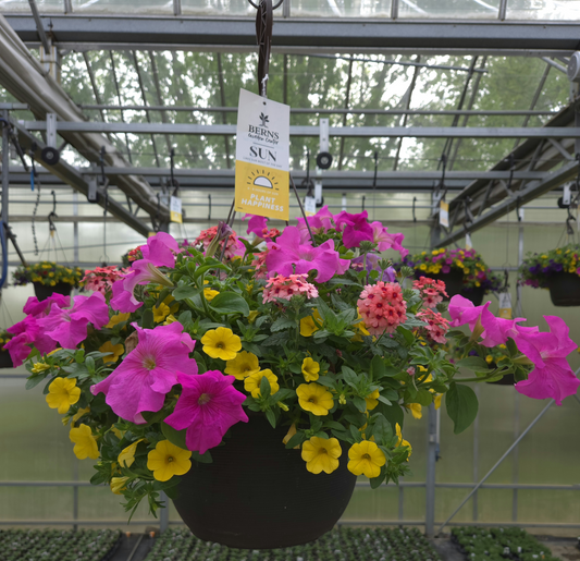 ColorWave | Tropical Bliss - Large Hanging Basket