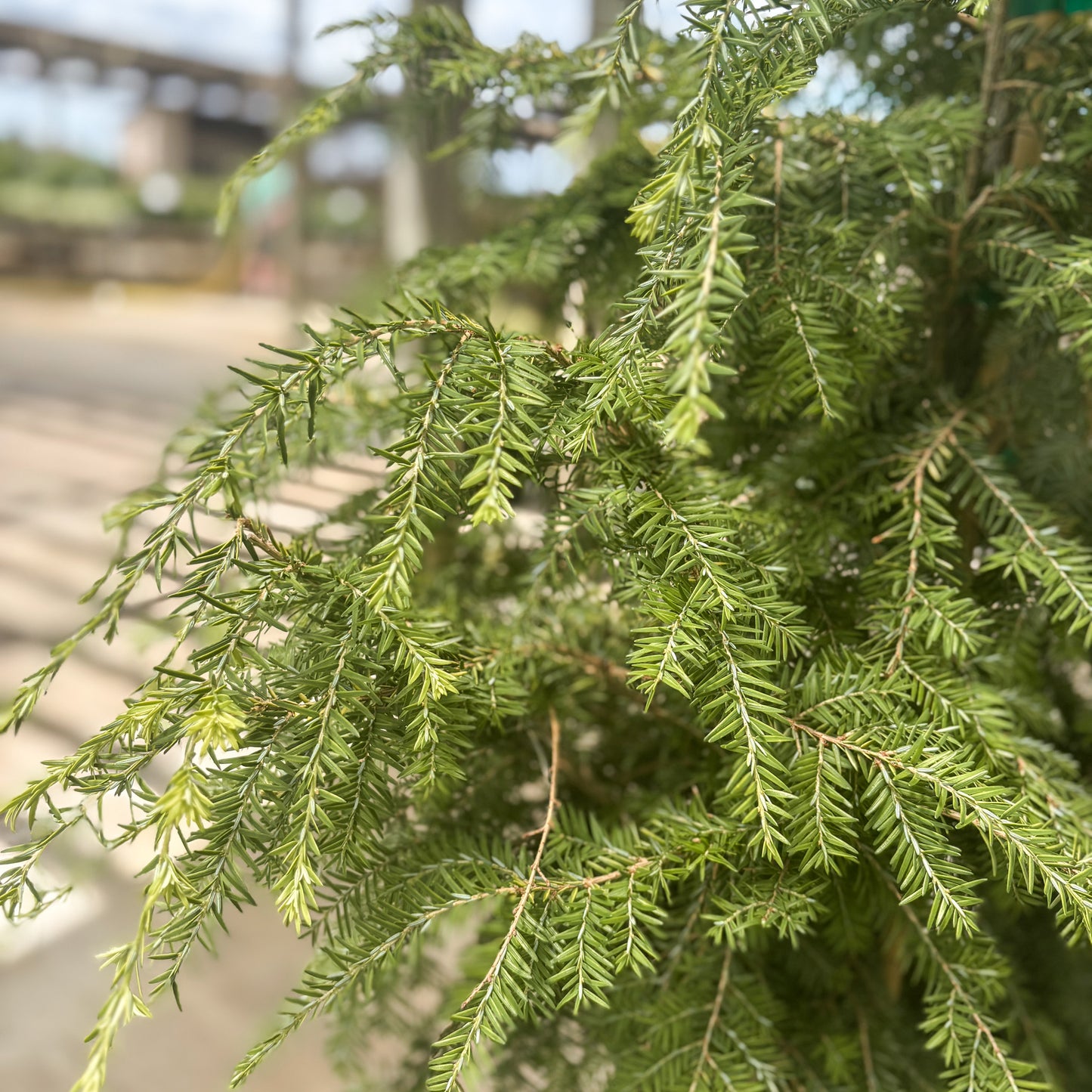 Tsuga | Golden Splendor Canadian Hemlock - 6 Gallon