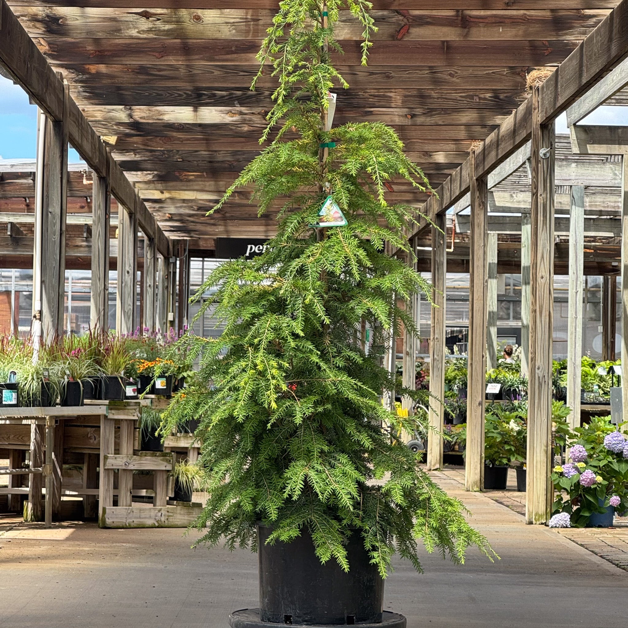 Golden Splendor Tree Tsuga | Golden Splendor Canadian Hemlock - 6 Gallon - Berns Garden Center