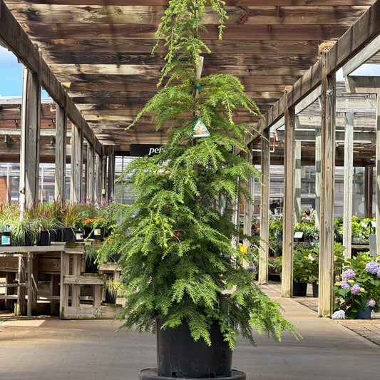 Tsuga | Golden Splendor Canadian Hemlock - 6 Gallon