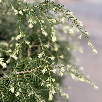 Tsuga | Summer Snow Canadian Hemlock - 3 Gallon